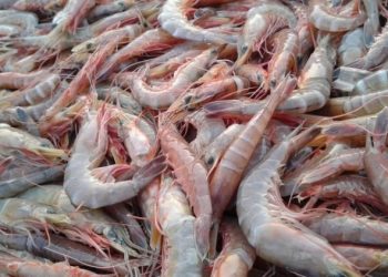 Ekspor Udang RI Terancam, Pemerintah Diminta Bidik Pasar Baru