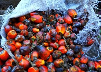 Harga CPO Diprediksi Tetap Volatil, Tekanan dari Ketidakpastian Global Masih Membayangi