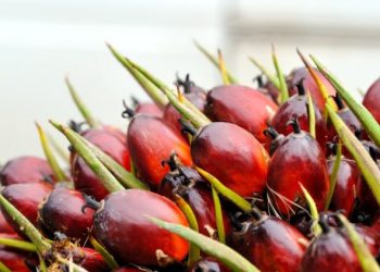 Harga CPO Melemah, Dipicu Permintaan Lesu dan Produksi yang Meningkat