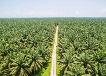 Harga CPO Terus Melemah, Kontrak Mei 2025 Turun ke RM4.070 per Ton