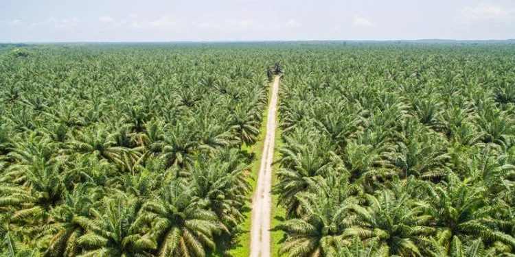 Harga CPO Terus Melemah, Kontrak Mei 2025 Turun ke RM4.070 per Ton