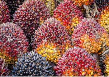 Harga CPO Belum “Move On” dari Tarif Impor Trump