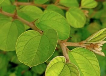 Tahukah Kamu, Daun Bidara Bisa Diolah Jadi Minuman Enak dan Menyehatkan