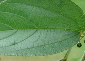 Tanaman Ini Sama Seperti Ganja — Awalnya Trema Micrantha Blume hanya dianggap Rumput Liar