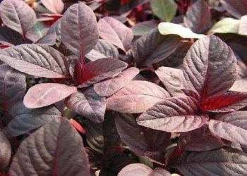 Manfaat Luar Biasa Bayam Merah untuk Kesehatan Anda