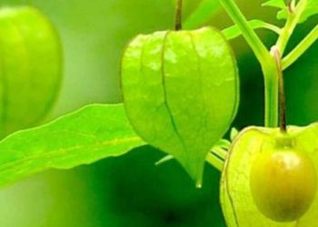 Buah Kecil Berkhasiat Besar, Ini Manfaat Ciplukan untuk Kesehatan