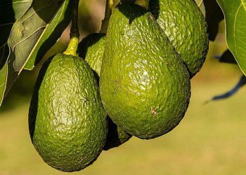 Mulai Hari dengan Segar: Buah-Buahan Ini Cocok untuk Menu Sarapan