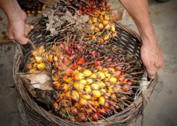 Harga CPO Melemah Akibat Ringgit Menguat dan Ekspor Lesu