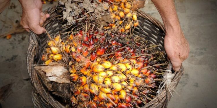 Harga CPO Melemah Akibat Ringgit Menguat dan Ekspor Lesu