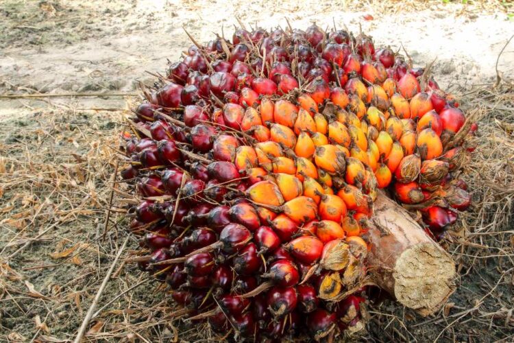 Harga CPO Turun, Tertekan Oleh Ekspor Lemah dan Sentimen Global Negatif
