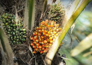 Harga CPO Melemah, Tekanan Datang dari Turunnya Permintaan Tiongkok dan Ekspektasi Produksi Lambat