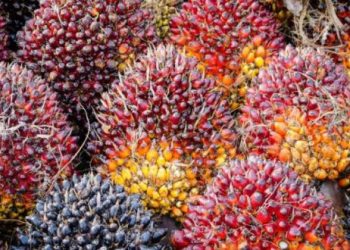 Harga CPO Naik Tajam Ditopang Produksi Rendah dan Penguatan Harga Kedelai