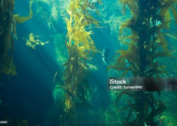 Seamoss Gel, Tren Superfood yang Kian Digemari untuk Kesehatan Tubuh