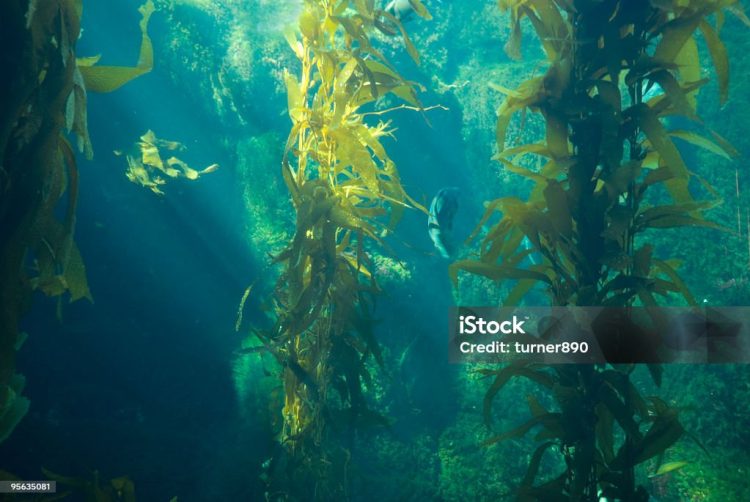 Seamoss Gel, Tren Superfood yang Kian Digemari untuk Kesehatan Tubuh