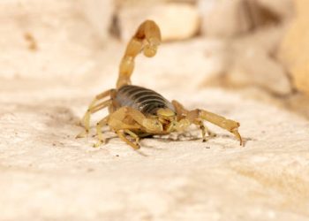 Memelihara Kalajengking: Hobi Unik yang Sedang Naik Daun