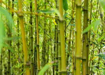 Jarang Diketahui! Ini Alasan Rebung Baik untuk Jantung dan Pencernaan