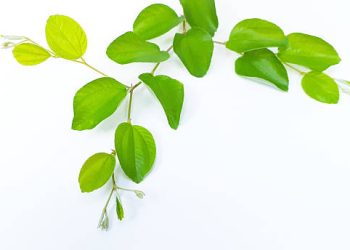 Daun Bidara: Tanaman Herbal yang Kaya Antioksidan dan Antimikroba