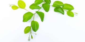 Daun Bidara: Tanaman Herbal yang Kaya Antioksidan dan Antimikroba