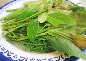 10 Daun Penurun Demam yang Mudah Ditemukan dan Aman Digunakan