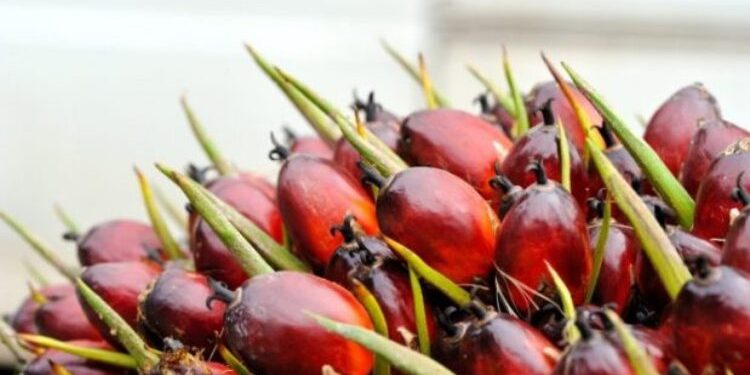 Harga CPO Kembali Melemah Akibat Ekspektasi Kenaikan Stok