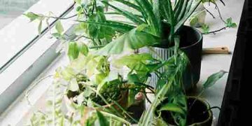 Tips Memilih Tanaman yang Aman untuk di Dalam Rumah, Indah Dipandang tapi Tetap Sehat