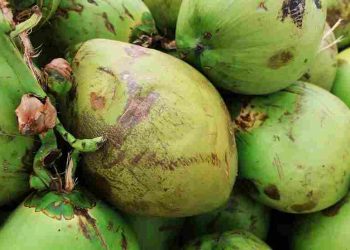 Buah Kelapa: Superfood Tropis Serbaguna yang Kaya Nutrisi dan Peluang Ekonomi