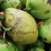 Buah Kelapa: Superfood Tropis Serbaguna yang Kaya Nutrisi dan Peluang Ekonomi