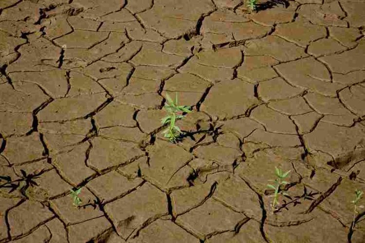 BMKG Peringatkan Kemarau 2026 Datang Lebih Cepat, Ini Dampak yang Perlu Diwaspadai Masyarakat